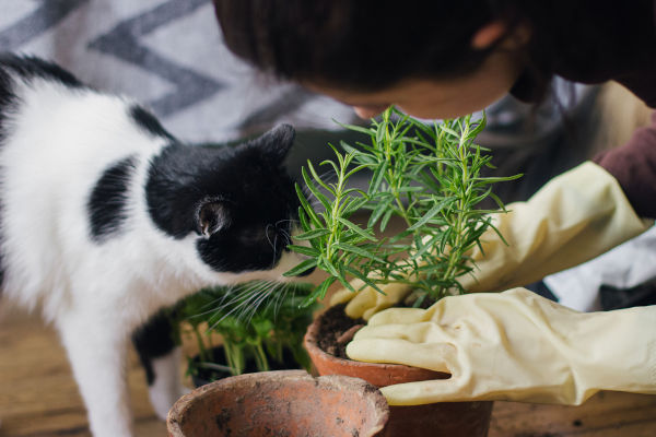 Die Frauen haben Handschuhe, die Rosmarin-Pflanze in neuen Topf und süße lustige Katze helfen im Zimmer. Herbergen und Anbau aromatischer Kräuter zu Hause. Haustiere und Pflanzen